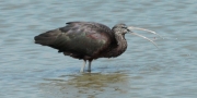 Capó reial (Plegadis falcinellus)