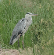 Bernat pescaire (Ardea cinerea)