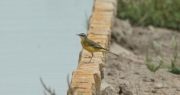 Cuereta groga (Motacilla flava)