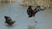 Capó reial (Plegadis falcinellus)