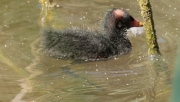 Pollet de polla d'aigua (Gallinula chloropus)