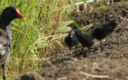 Pollets de polla d'aigua.