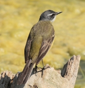 Cuereta groga (Motacilla flava)