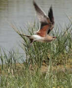 Perdiu de mar (Glareola pratincola)