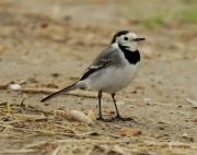 Cuereta blanca vulgar (Motacilla alba)