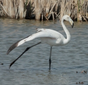 Flamenc rosat immadur (Phoenicopterus roseus)