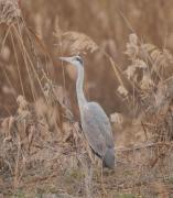 Bernat pescaire (Ardea cinerea)