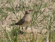 Perdiu de mar (Glareola pratincola)