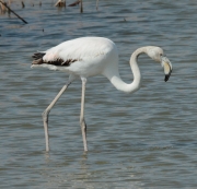 Flamenc rosat immadur (Phoenicopterus roseus)