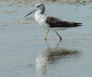 Gamba verda (Tringa nebularia)