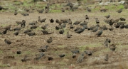 Estornell vulgar (Sturnus vulgaris)