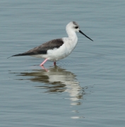 Cames llargues (Himantopus himantopus)