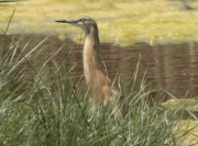 Martinet ros(Ardeola ralloides)