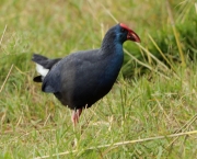 Polla blava (Porphyrio porphyrio)