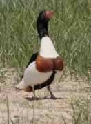 Ànec blanc (Tadorna tadorna)