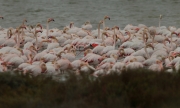 Flamenc rosat (Phoenicopterus roseus)