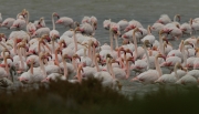 Flamenc rosat (Phoenicopterus roseus)