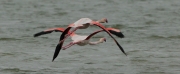 Flamenc rosat (Phoenicopterus roseus)