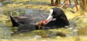 Fotja vulgar i Pollet  (Fulica atra)