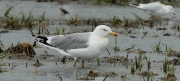 Gavià argentat (Larus michahellis)