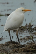 Esplugabous (Bubulcus ibis)