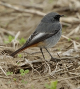 Cotxa fumada mascle (Phoenicurus ochruros)