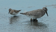 Territ menut (Calidris minuta)  + Territ gros (Calidris canutus)