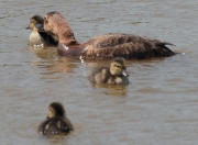 Pollets i femella de morell cap-roig (Aythya ferina)