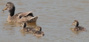 Pollets i femella d'Ànec collverd (Anas platyrhynchos)