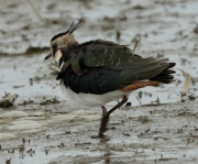 Fredeluga europea (Vanellus vanellus)