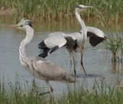 Bernat pescaire (Ardea cinerea)