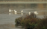 Cigne mut (Cygnus olor)