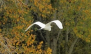 Agró blanc (Ardea alba)