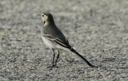 Cuereta blanca vulgar (Motacilla alba)