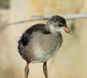 Pollet de polla d'aigu.