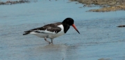 Garsa de mar (Haematopus ostralegus)