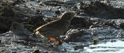 Cruixidell (Emberiza calandra).