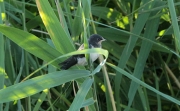 Oreneta cuablanca  (Delichon urbica)