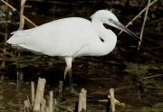 Martinet blanc (Egretta garzetta)