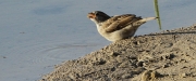 Pardal comú  (Passer domesticus)