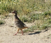 Perdiu comuna (Alectoris rufa)