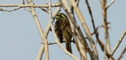 Gratapalles mascle (Emberiza cirlus)