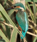 Blauet (Alcedo atthis) Alcedinidae