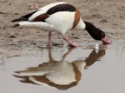 Ànec blanc (Tadorna tadorna)