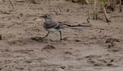 Cuereta blanca vulgar jove (Motacilla alba)