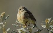 Gratapalles (Emberiza cirlus)