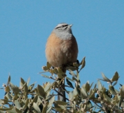 Sit negre (Emberiza cia)