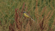 Cuereta groga (Motacilla flava)