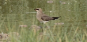 Perdiu de mar (Glareola pratincola)