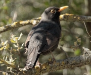 Merla mascle (Turdus merula)